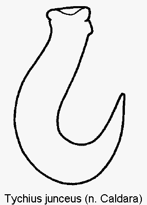 tychius_junceus_sperm.gif