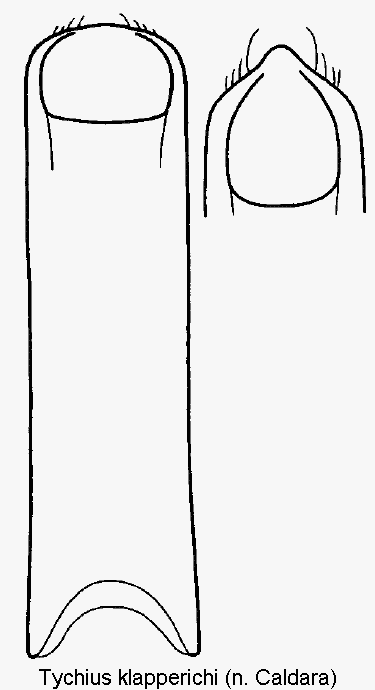 tychius_klapperichi.gif