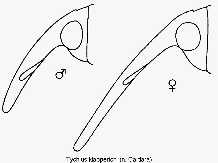 tychius_klapperichi_k.gif