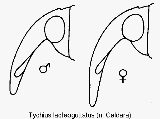 tychius_lacteoguttatus_k.gif