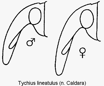 tychius_lineatulus_k.gif