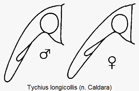 tychius_longicollis_k.gif