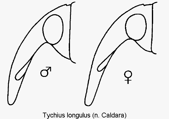 tychius_longulus_k.gif