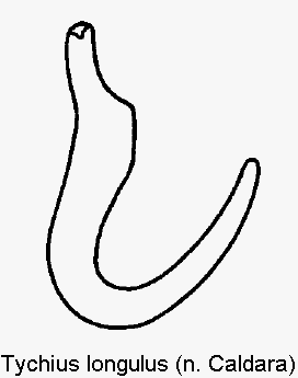tychius_longulus_sperm.gif