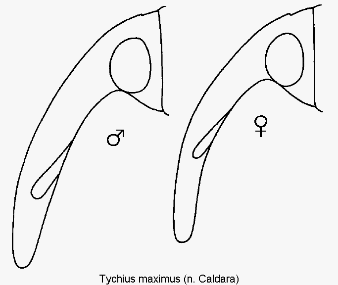 tychius_maximus_k.gif