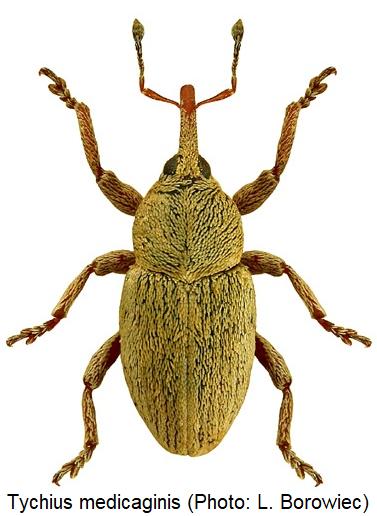 tychius_medicaginis_hab.jpg