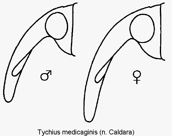tychius_medicaginis_k.gif