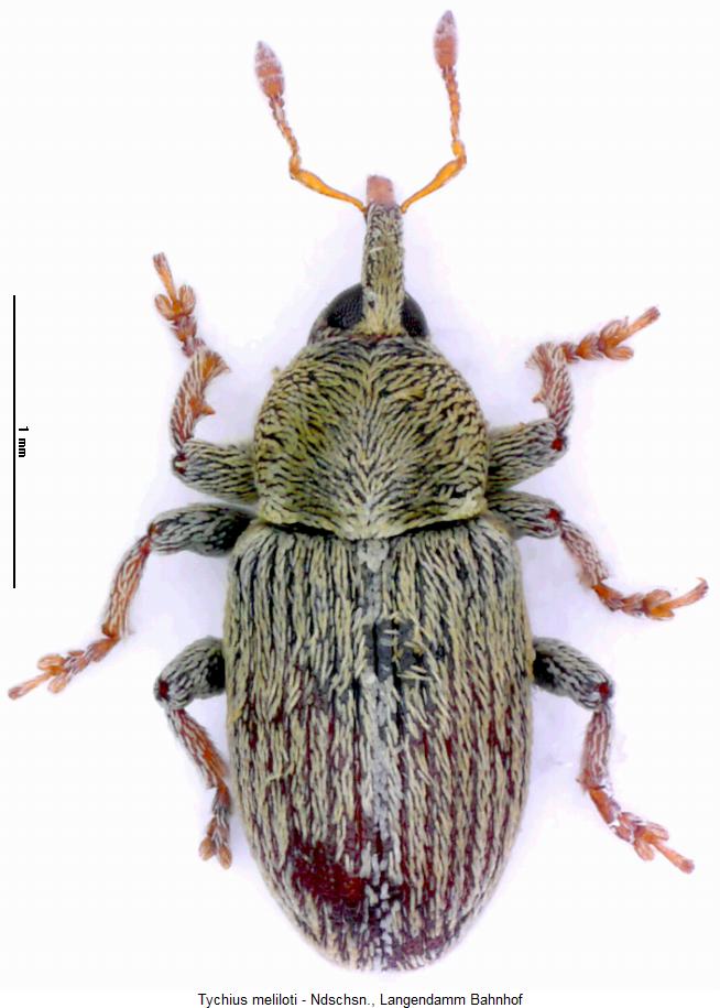 tychius_meliloti_hab.jpg