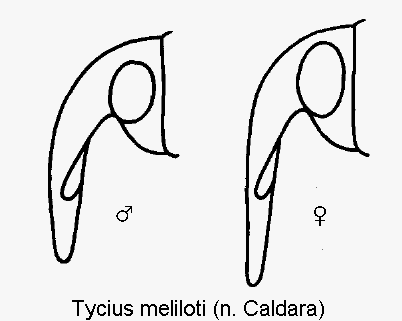 tychius_meliloti_k.gif