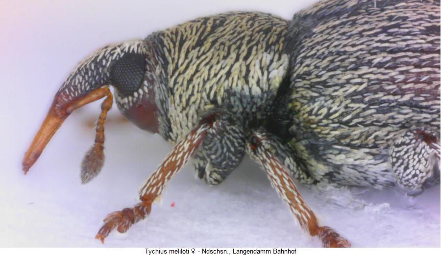 tychius_meliloti_w_sa.jpg