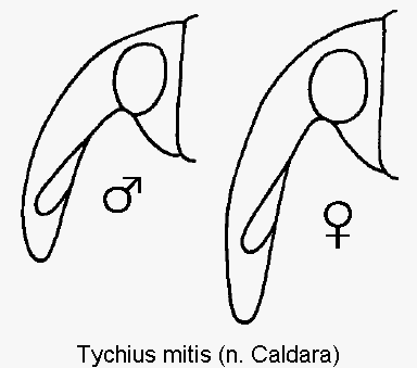tychius_mitis_k.gif