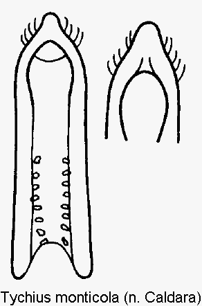 tychius_monticola.gif