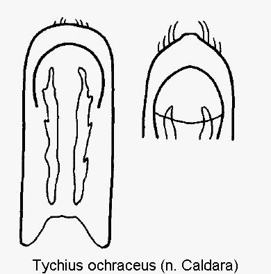 tychius_ochraceus.gif