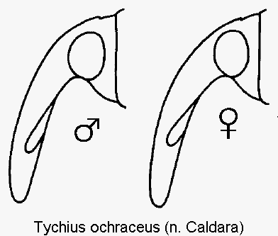 tychius_ochraceus_k.gif