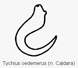 tychius_oedemerus_sperm.gif