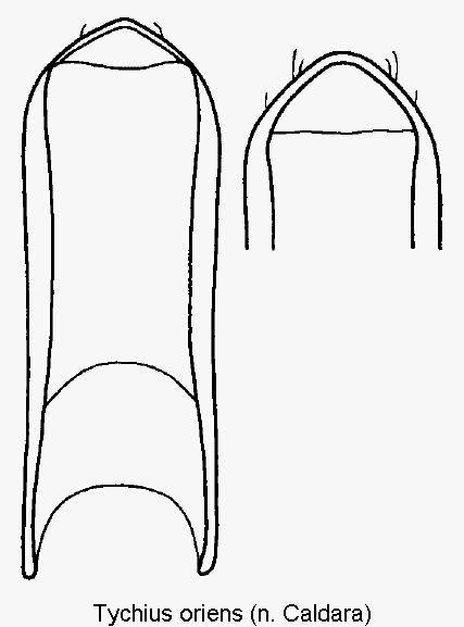 tychius_oriens.gif