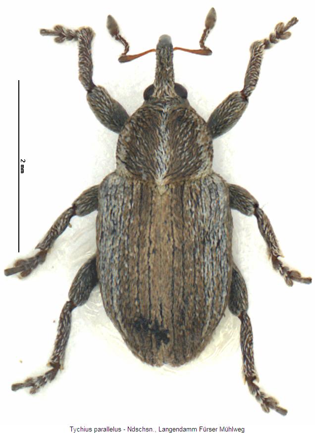 tychius_parallelus_hab.jpg