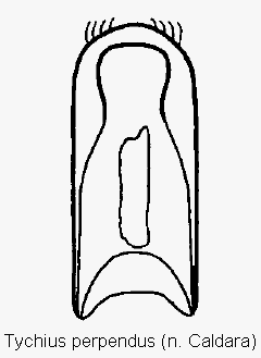 tychius_perpendus.gif