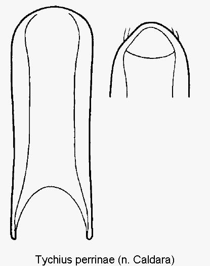 tychius_perrinae.gif
