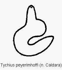 tychius_peyerimhoffi_sperm.gif