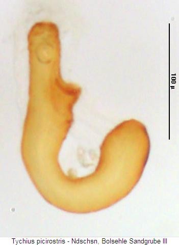 tychius_picirostris_sperm.jpg