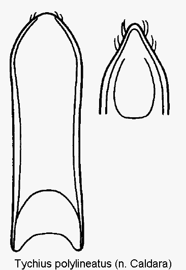 tychius_polylineatus.gif