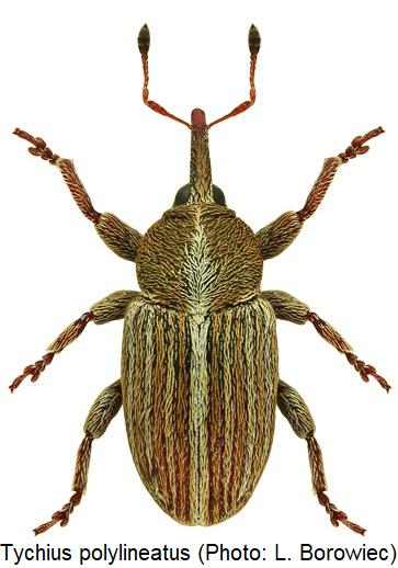 tychius_polylineatus_hab.jpg