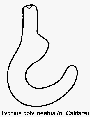 tychius_polylineatus_sperm.gif