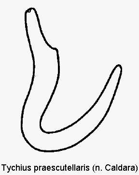 tychius_praescutellaris_sperm.gif