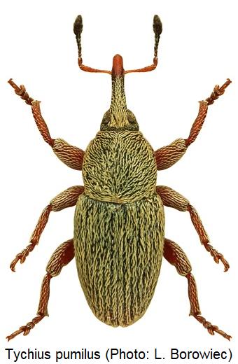 tychius_pumilus_hab.jpg