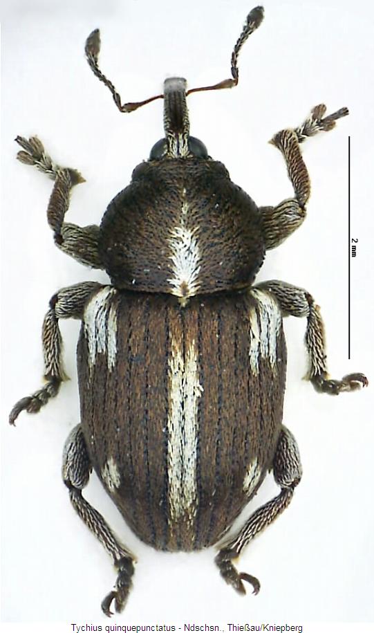 tychius_quinquepunctatus_hab.jpg