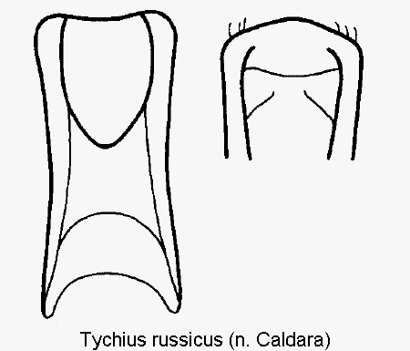 tychius_russicus.gif