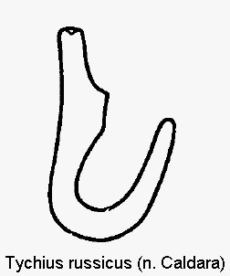 tychius_russicus_sperm.gif