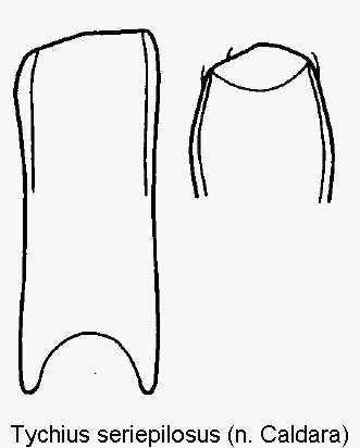tychius_seriepilosus.gif