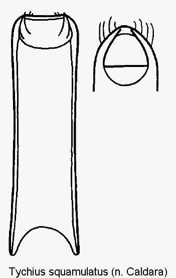 tychius_squamulatus1.gif