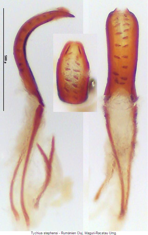 tychius_stephensi.jpg
