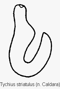 tychius_striatulus_sperm.gif