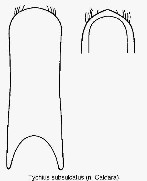 tychius_subsulcatus1.gif