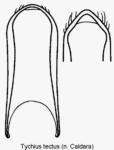 tychius_tectus.gif