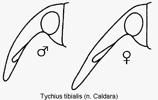 tychius_tibialis_k.gif
