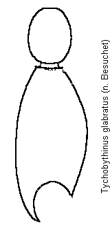 tychobythinus_glabratus_f.gif