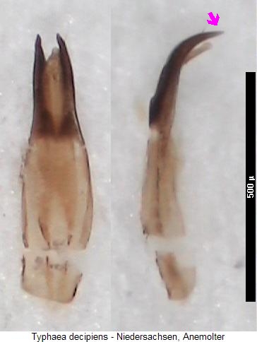 typhaea_decipiens.jpg
