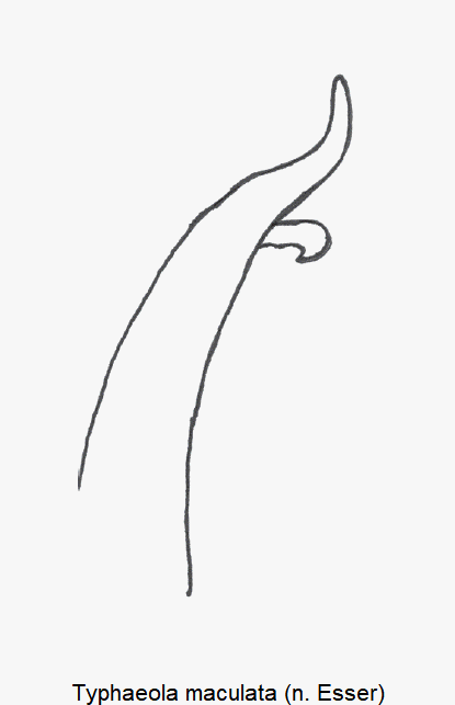 typhaeola_maculata.gif