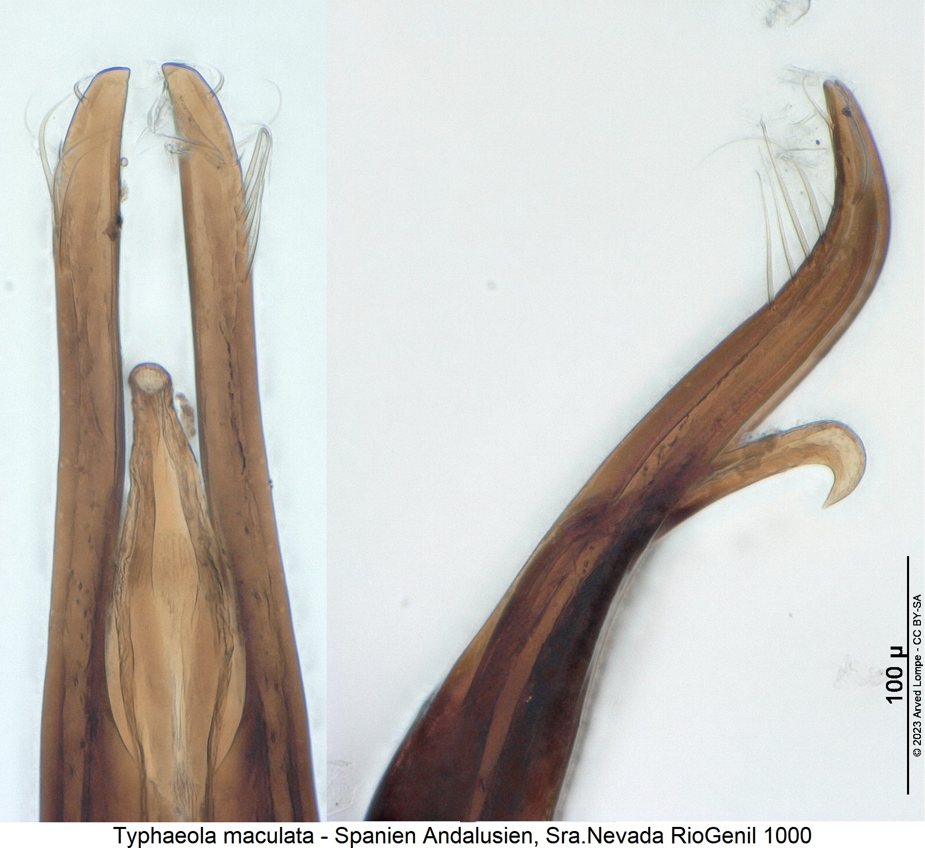 typhaeola_maculata1.jpg