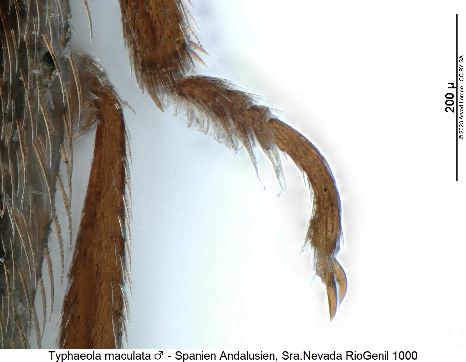 typhaeola_maculata_m_mtr.jpg