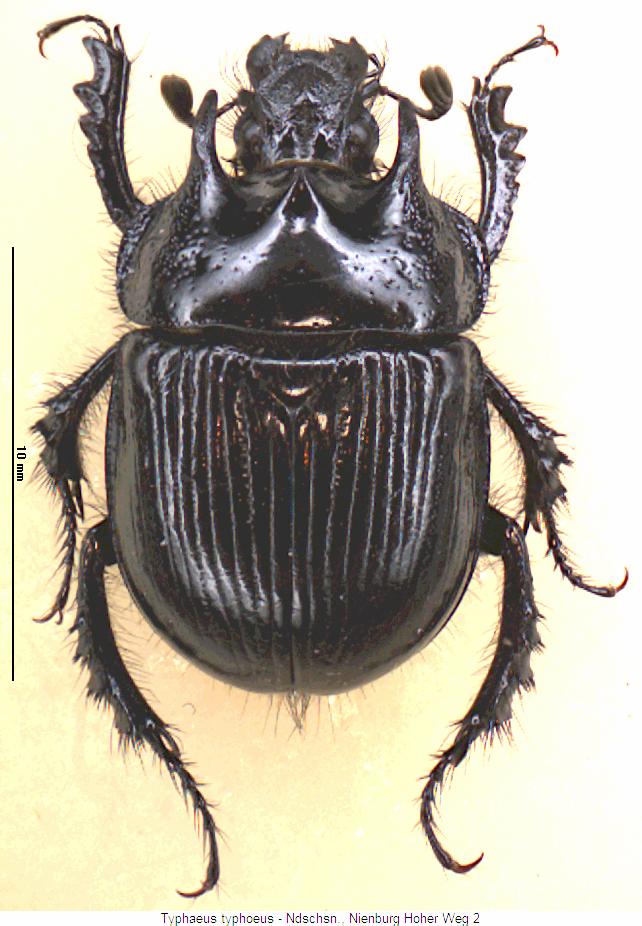 typhaeus_typhoeus_hab.jpg