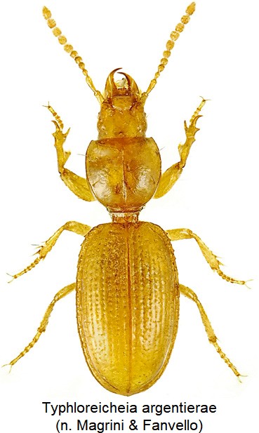 typhloreicheia_argentierae_hab.jpg