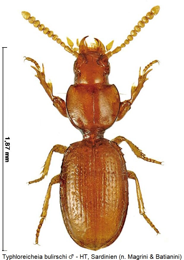 typhloreicheia_bulirschi_m_hab.jpg