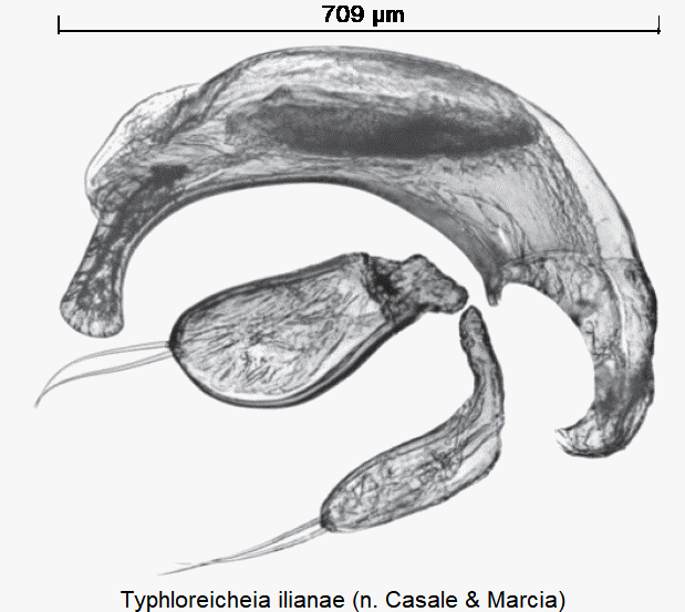 typhloreicheia_ilianae.gif