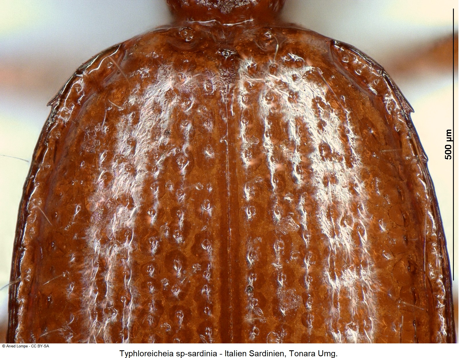 typhloreicheia_sp-sardinia_hum.jpg